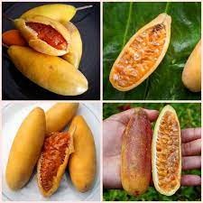 Cây giống chanh leo chuối