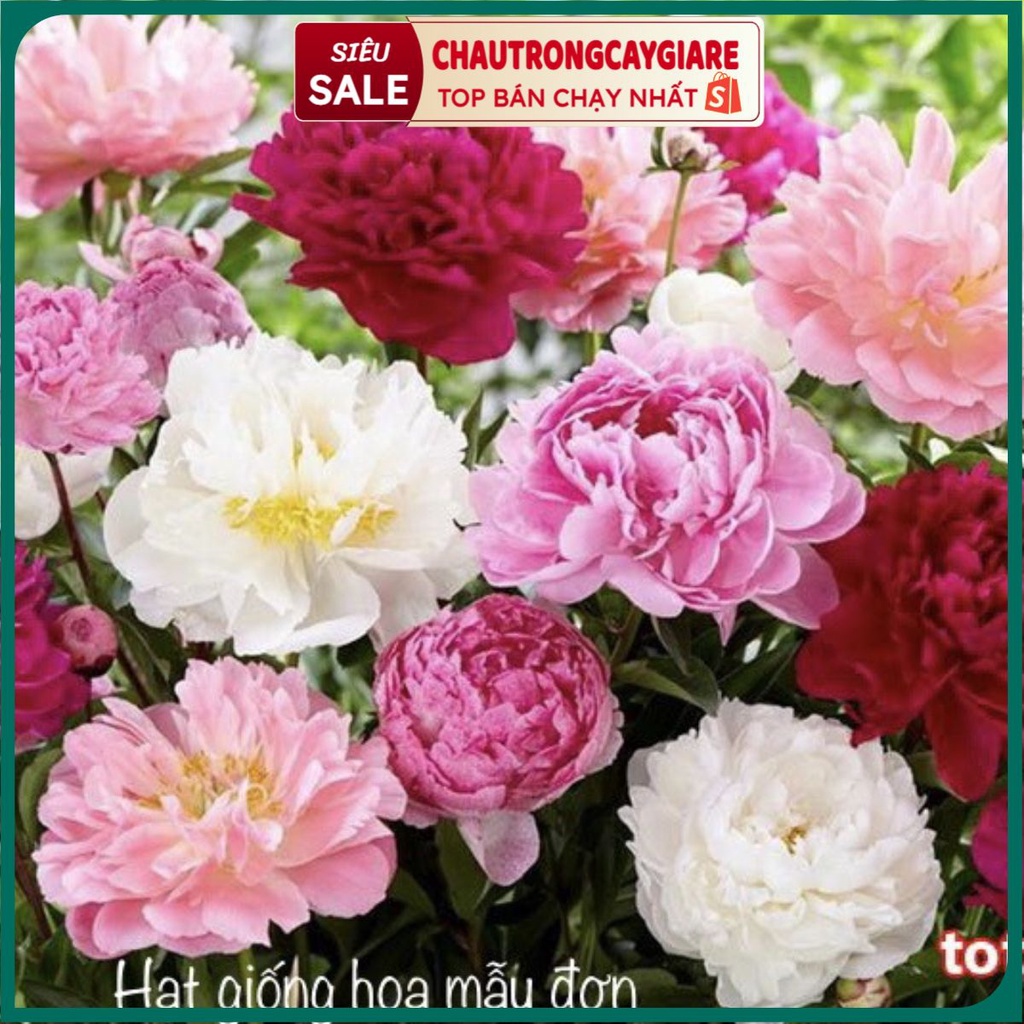 Hạt giống hoa các loại mix nhiều màu, trồng hoa ban công: dâu tây, hoa mười giờ Mỹ, sen đá mix, hoa cúc sao nháy, sen,..