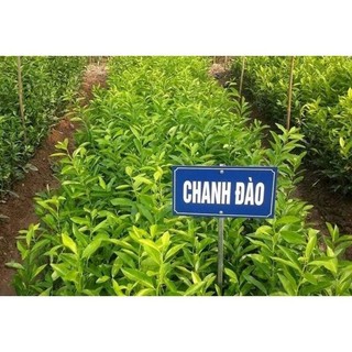 Cây Chanh Đào (Chanh Huyết)