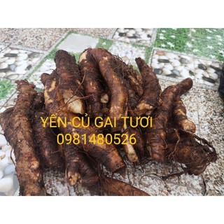1kg củ gai tươi nhà trồng loại 1 to