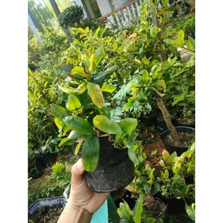 Chậu cây mai quắn ( mai xoắn hiện cao 20-40cm )
