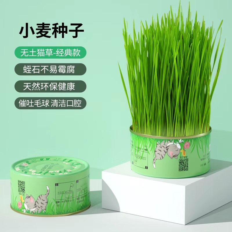 Lon trồng cỏ mèo tại nhà siêu dễ dùng