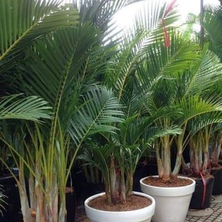 CÂY CAU LỤA, chậu cực to, cây khỏe đẹp