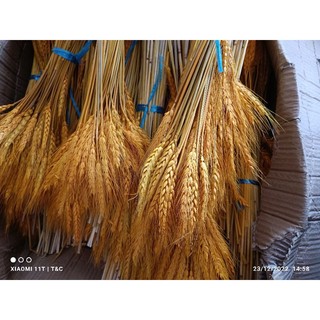 Bông lúa mạch nhuộm vàng
