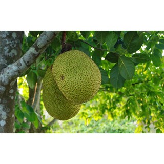 Cây Giống Mít Thái siêu sớm