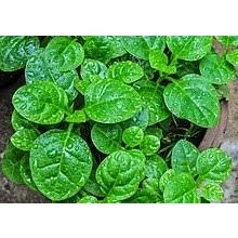10gr hạt giống rau mồng tơi