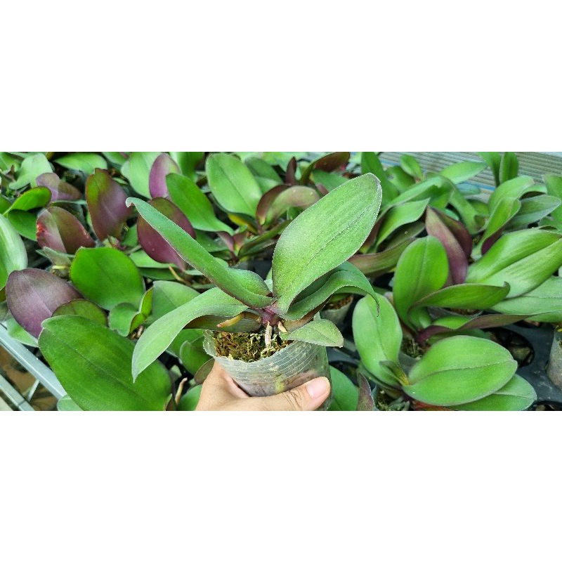 Hồ điệp nụ gồm 5 màu: đỏ, mãn thiên hồng, tím đốm, vành lưỡi đỏ, hồng phân