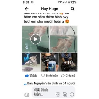 Thuốc Aqua H cho Cá Rồng