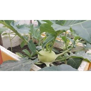 Hạt giống su hào xanh f1 100 hạt