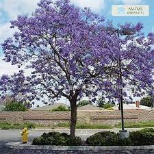 Cây phượng tím cao 40-50 cm (ảnh thật) ( cây siêu sớm có bảo hành)