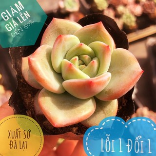 ⚡️ giống mới ⚡️sen đá pha lê xanh size bầu lỗi 1 đổi 1