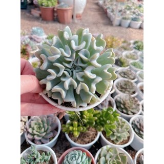 Sen đá cúc trắng  size trung 5-7 cm