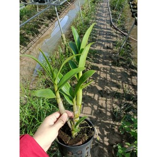 Phong lan denro chớp sổ (tỉ lệ chớp 5%)