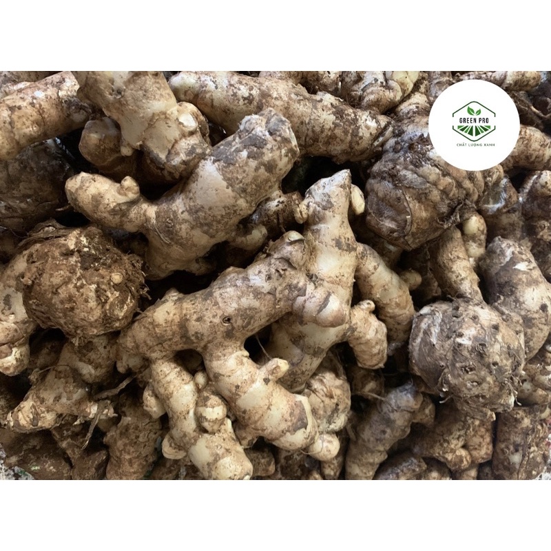 1KG NGHỆ TRẮNG RỪNG