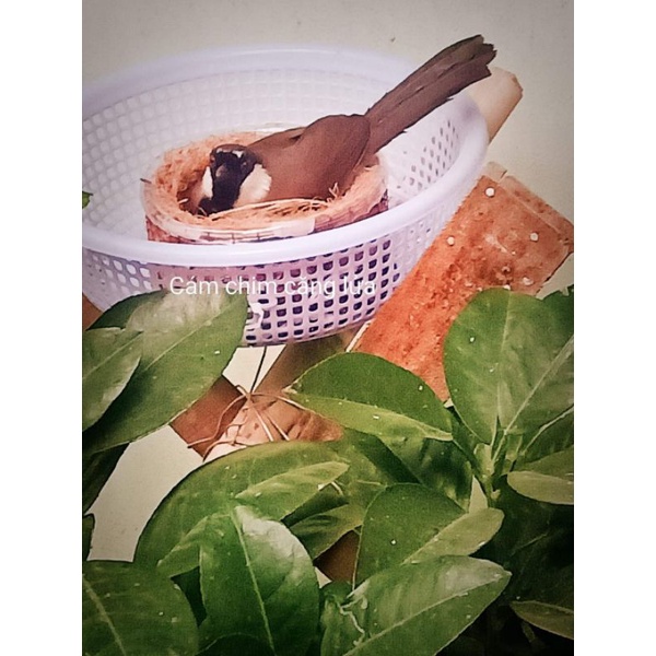 Tổ chim kích đẻ