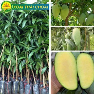 Cây Giống Xoài Thái Choai Hạt Lép Cao 1m-1,2m cho quả ngay kho vào vụ, cây khỏe ít sâu bệnh