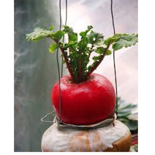 Hạt Giống Củ Cải Đỏ Khổng Lồ 100 hạt