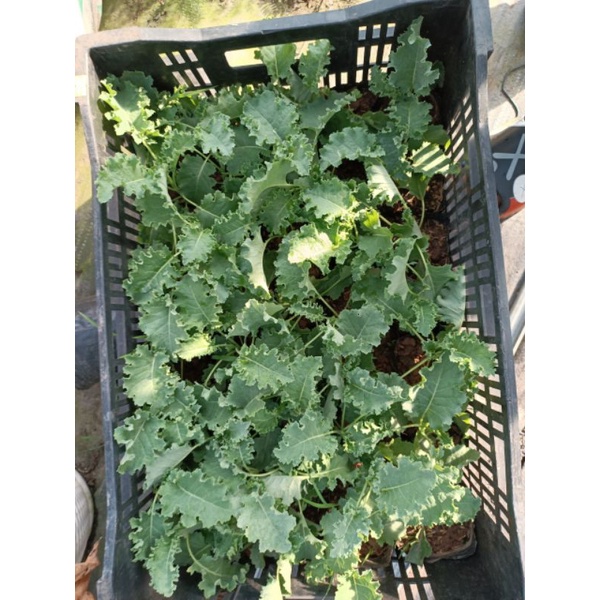Combo 3 cây cải kale
