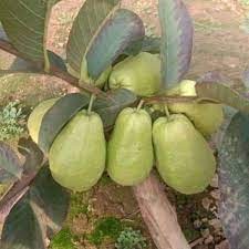 Cây Giống Ổi Lê Ruột Đỏ (chuẩn giống cây trồng) ( sản phẩm có bảo hành)