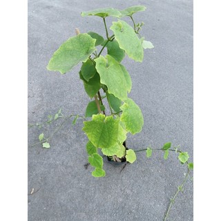Cây Cát Đằng Lá Nhỏ