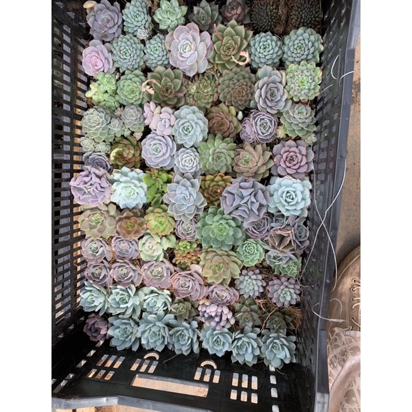 Sen bầu trồng tại đà Lạt