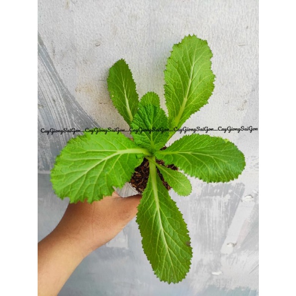 Cây Cải Bẹ Xanh