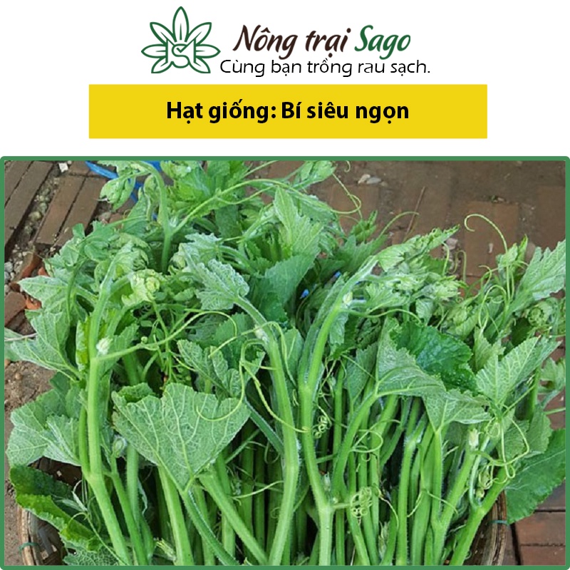Hạt giống Bí Siêu Ngọn (Bí Lấy Ngọn) Sinh Trưởng Tốt, Trồng Quanh Năm (gói 5 gr) - Nông Trại Sago