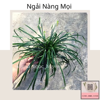 Ngải mọi (kéo khách)