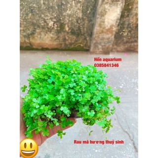 Cây thuỷ sinh rau má hương , siêu đẹp và khoẻ