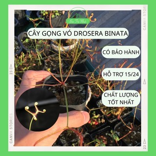 Cây bắt mồi ăn thịt gọng vó sừng hưu Drosera Binata với cuống lá siêu dài I Ba Tri Nhỏ