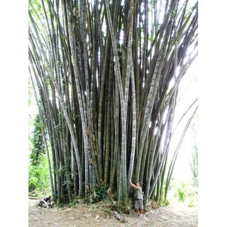 Cây Giống Tre Vầu Ngọt (cây giống Măng Vầu ngọt)