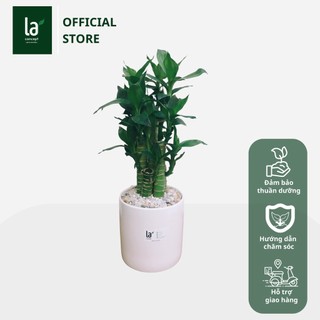 Trúc Lộc Phát Tài
