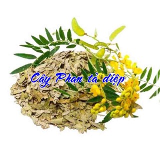 lá cây phan tả diệp khô sạch 100g