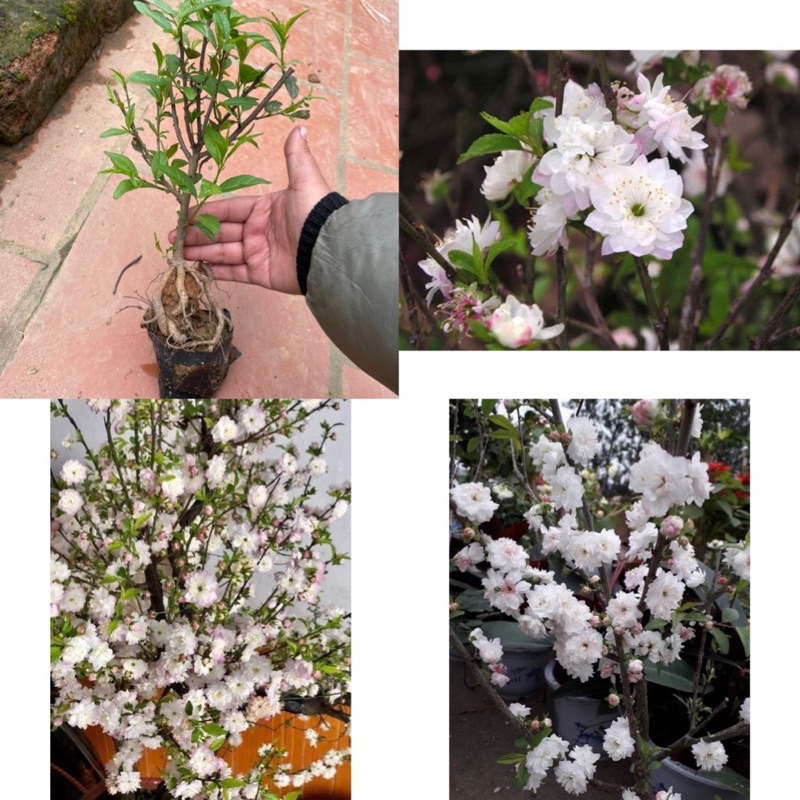 2 Cây nhất chi mai, mai trắng bonsai mini