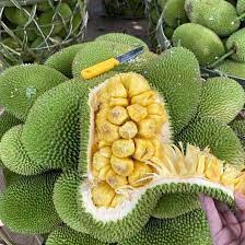 Cây Giống Mít ướt siêu Trái ( giống ghép siêu đẹp + siêu sớm + siêu trái)