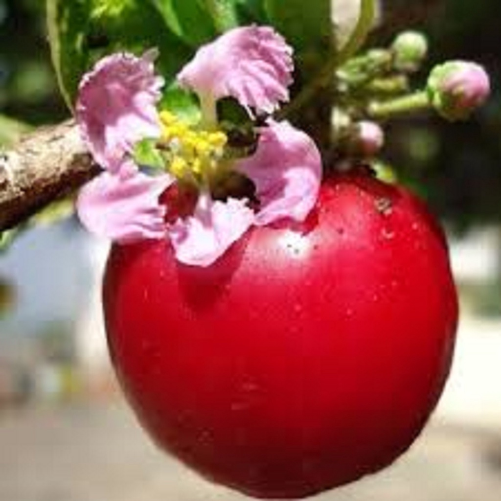 CÂY GIỐNG SƠ RI NGỌT THÁI LAN