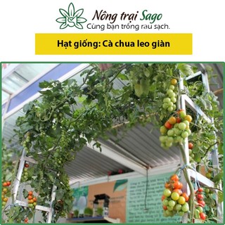 Hạt giống Cà Chua Leo Giàn (Cà chua Bạch Tuột) Thân Dài, Trái Sai (gói 20 hạt) - Green House