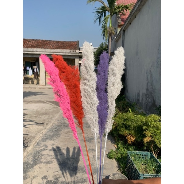 Cỏ lau Pampas Cỏ Lu Chai Bó hoa Đạo cụ Trang trí đám cưới Trang trí nội thất Cây sậy khô 1 cành 80cm
