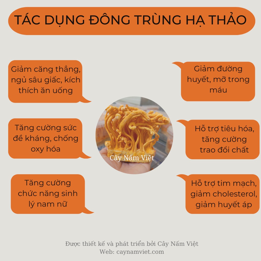 Đông Trùng Hạ Thảo khô sấy thăng hoa 50g 03 loại - Cây Nấm Việt
