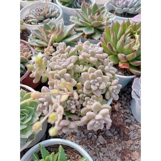 Sen đá kim tuyến size trung 5-7 cm