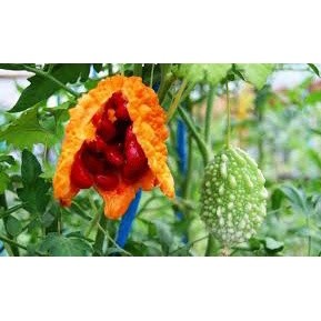 1gr hạt giống mướp đắng/ khổ qua rừng