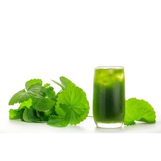 100H -Hạt_Giống_Rau_Má (tặng kèm kích mầm và phân bón)