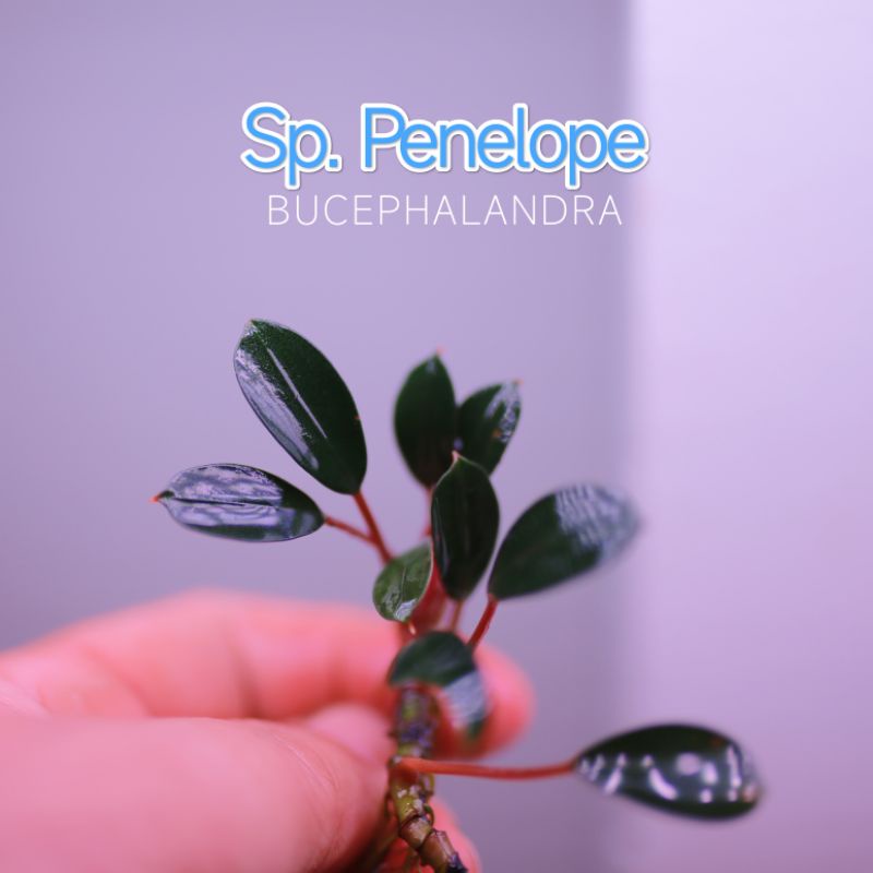 Bucep Sp. Penelope | Cây thuỷ sinh | hàng ngọn | lá cạn
