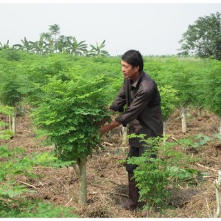 2Gr Hạt Giống Cây Chùm Ngây