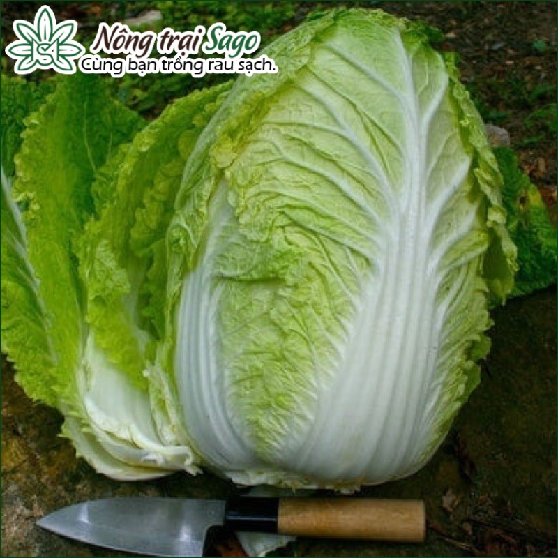 Hạt Giống Cải Thảo Năng Suất Cao. Trồng Quanh Năm, Kháng Sâu Bệnh Tốt (gói 0,5gr) - Nông Trại Sago