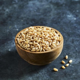 Hạt giống cỏ lúa mì, lúa mạch gói 1kg - giúp tiêu búi lông, kích thích tiêu hóa