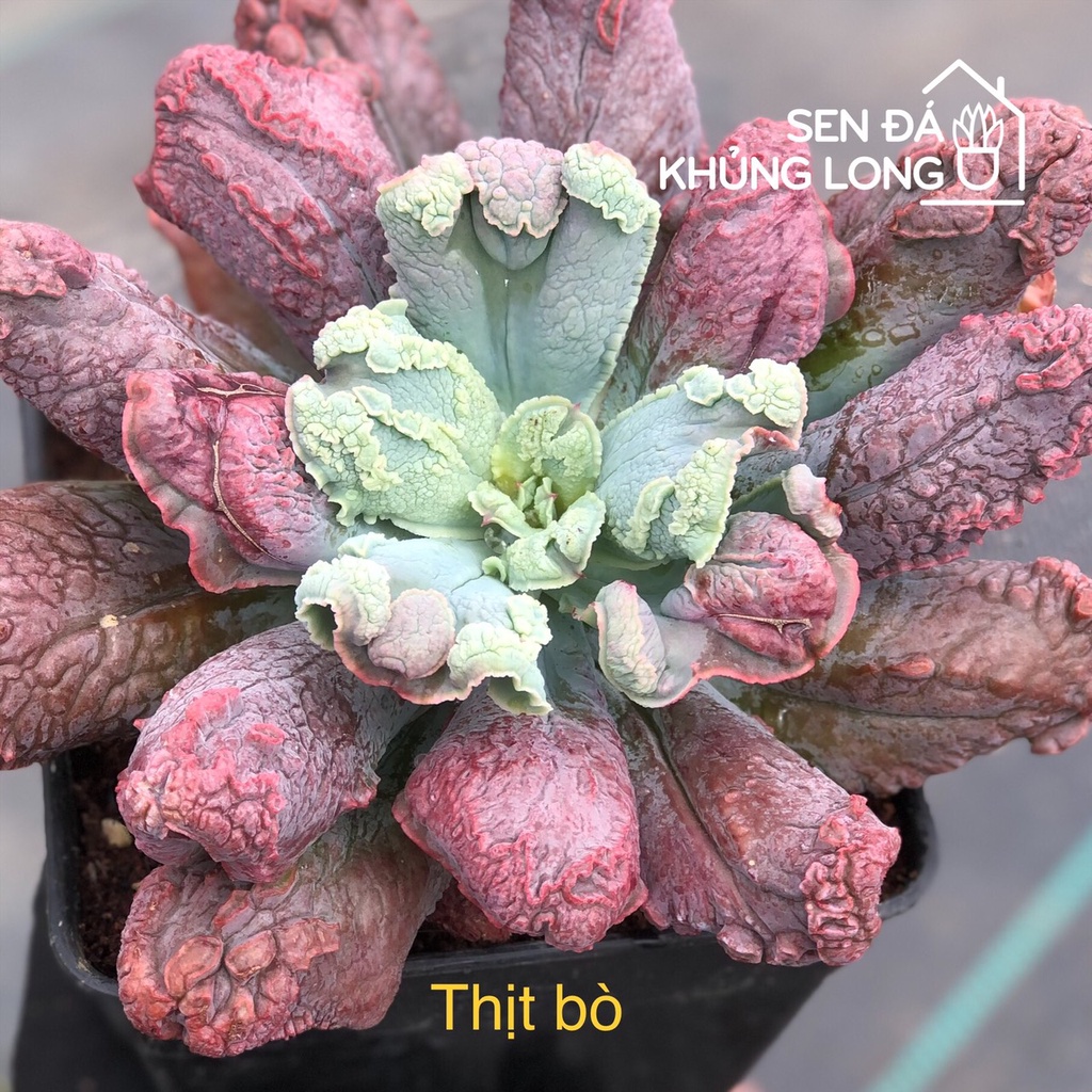 Sen đá Thịt Bò - echeveria linguas