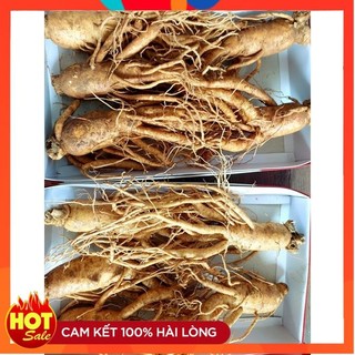 Sâm hàn quốc 6 năm tuổi_loại sâm gãy 7,8,9 củ/1kg