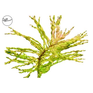 Ludwigia inclinata sp - Cây Hoàng Thái Dương “Xoắn” - Cây Thủy Sinh