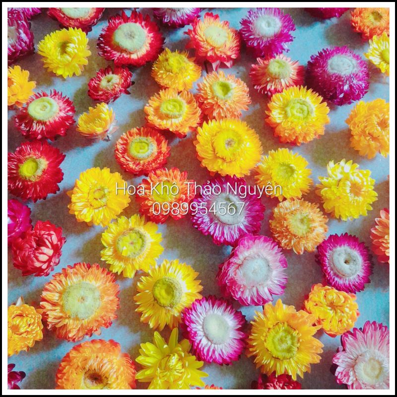 Hoa bất tử khô ❤️ cúc bất tử sấy khô hàng loại 1 dùng trang trí không gian, làm thiệp, handmade, sáp thơm, resin.
